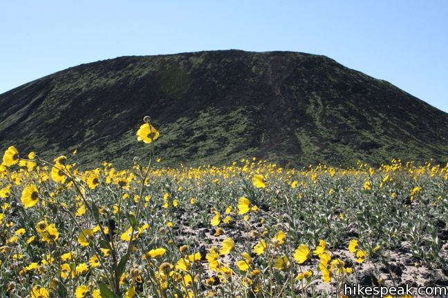 Amboy Crater Sunflowers