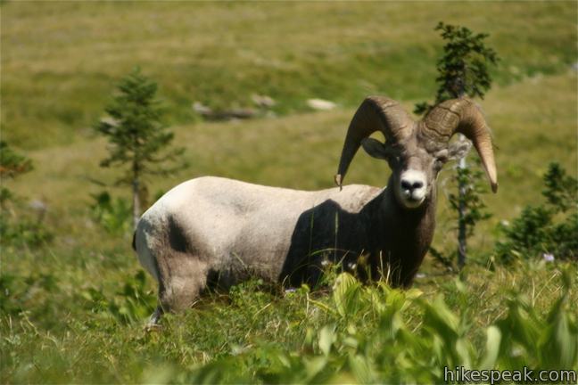 Bighorn sheep Glacier National Park