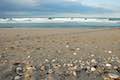 Papamoa Beach Seashells