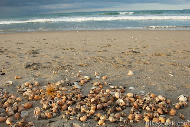 Papamoa Beach Seashells