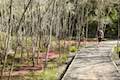 Waimangu Volcanic Valley Walkway