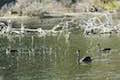 Lake Rotomahana Black Swan