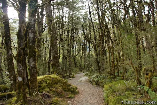 Bealey Chasm Walk