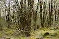 Mossy forest