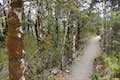 Arthur's Pass Walking Track