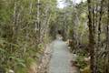 Arthur's Pass Walking Track