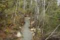 Arthur's Pass Walking Track