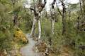 Arthur's Pass Walking Track