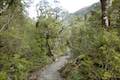 Arthur's Pass Walking Track