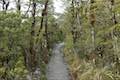 Arthur's Pass Walking Track