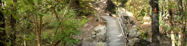 Kereru Loop Hike Mt Thomas Forest Wooded Gully Track Kereru Track Red Pine Track Mount Thomas Forest Conservation Area New Zealand