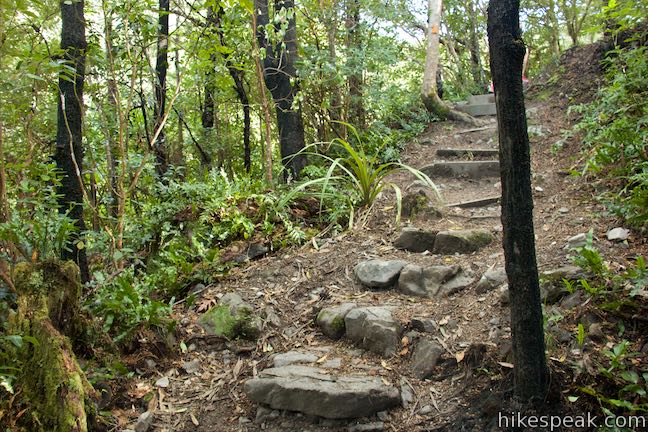 Wooded Gully Track