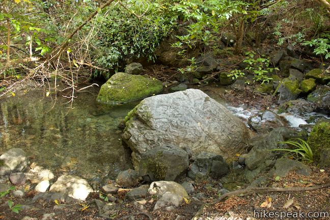 Wooded Gully Stream