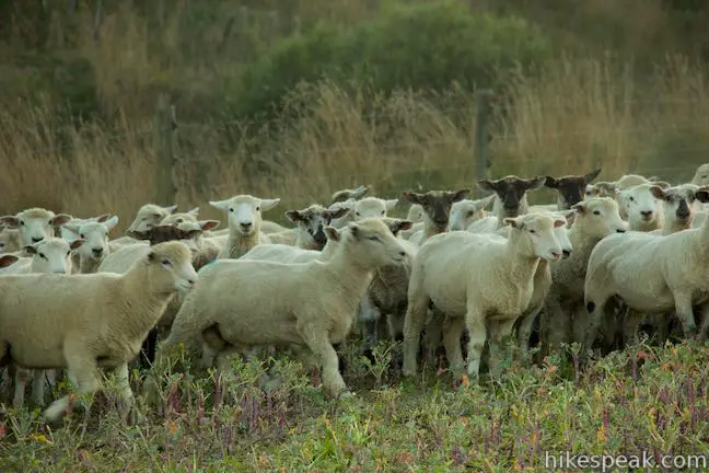 Rathmoy Lodge Sheep