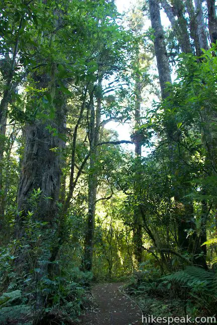 Rimu Walk Tongariro