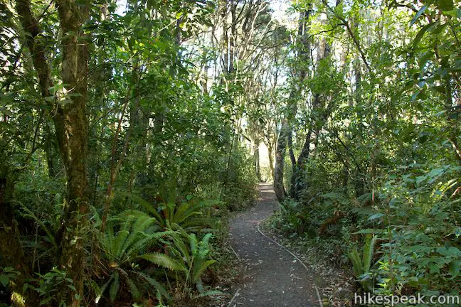 Rimu Walk Tongariro