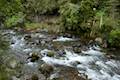 Whakapapanui Stream