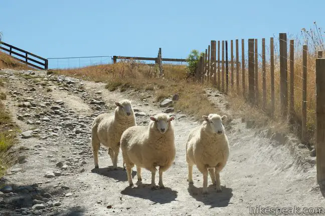 Whitecliffs Farm Sheep