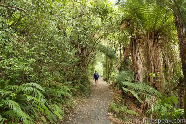 Lake Rotopounamu Track