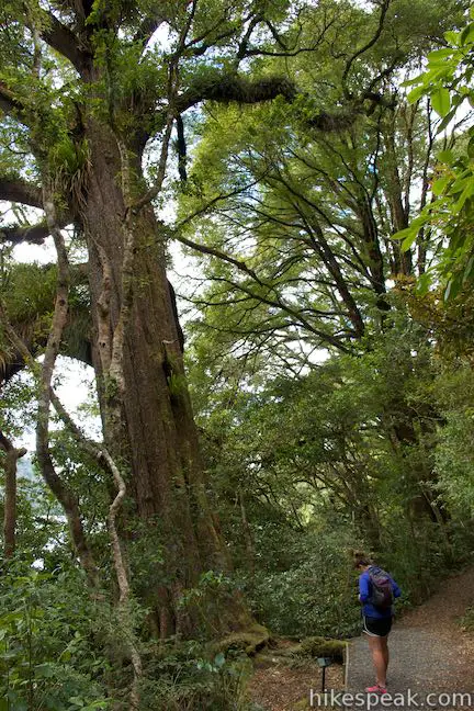 Lake Rotopounamu Track Rimu Trees