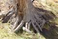 Ash Tree Roots