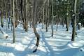 Beaver Lake Nature Center Snowshoe