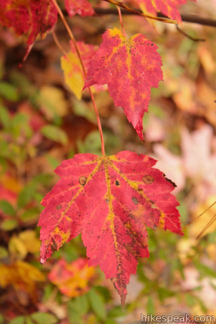 Red maple leaves