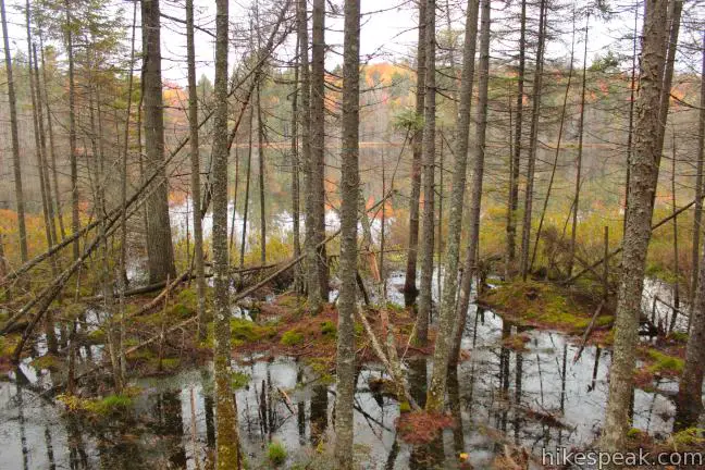 Grassy Pond Adirondacks