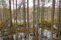 Grassy Pond Trail