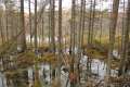 Grassy Pond Trail