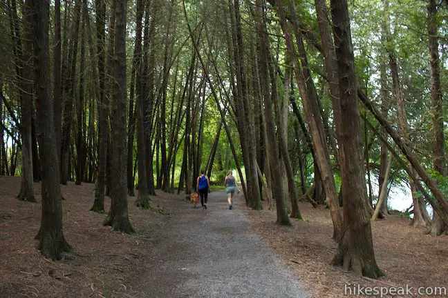 Cedars on Green Lake Trail