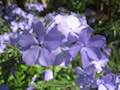 Blue Mood Wild Phlox Wildflower