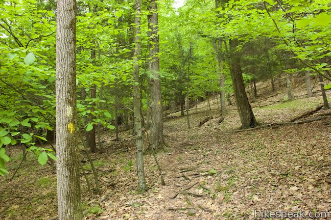 Forest Loop Trail Binghamton University Nature Preserve