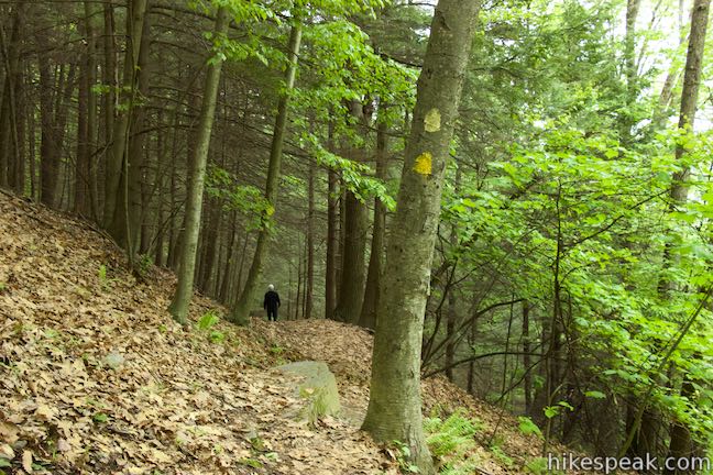 Forest Loop Trail Binghamton University Nature Preserve