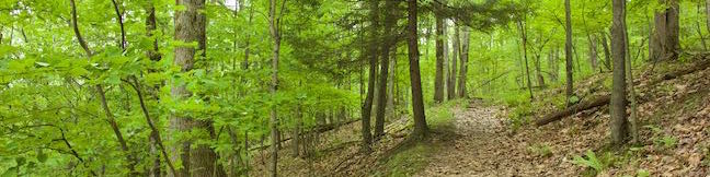 Binghamton University Nature Preserve hike Forest Loop Trail Vestal New York hiking trail