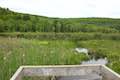 Pond Trail Binghamton University Nature Preserve