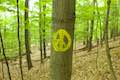 Forest Loop Trail Binghamton University Nature Preserve