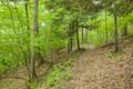 Forest Loop Trail Binghamton University Nature Preserve