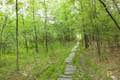 Pond Trail Binghamton University Nature Preserve