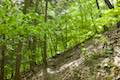 Oak Trail Binghamton University Nature Preserve