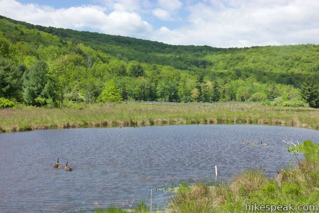 Marsh Trail Pond Geese Binghamton University Nature Preserve