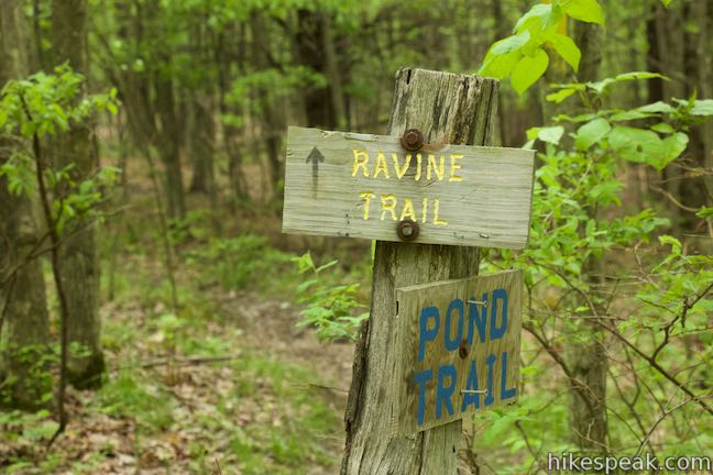 Ravine Trail Binghamton University Nature Preserve