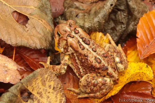 Adirondack Toad