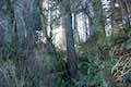 Ferns Yurok Loop Coastal Trail