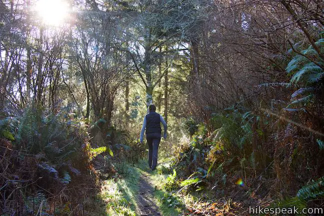 Yurok Loop Trail Hike