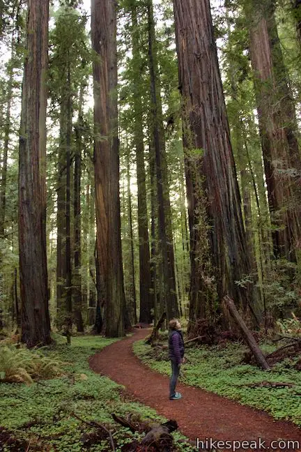 Drury-Chaney Loop Trail Giant Redwoods
