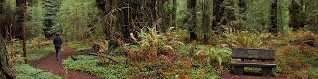 Drury-Chaney Loop Trail Hike Humboldt Redwoods State Park California