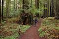 Drury-Chaney Trail Humboldt Redwoods SP