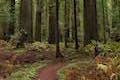 Drury-Chaney Trail Humboldt Redwoods SP