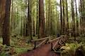 Drury-Chaney Trail Humboldt Redwoods State Park